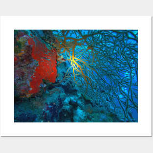 Red Coral In The Red Sea Posters and Art